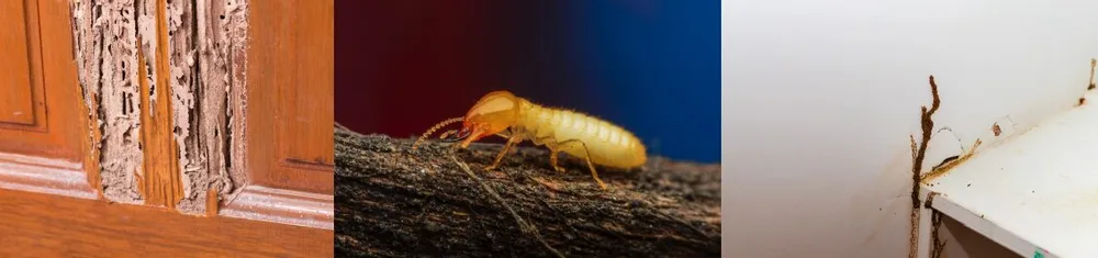 Bama Exterminating ChatGPT ad — Free Termite Inspection in Tuscaloosa in Pest Control Services