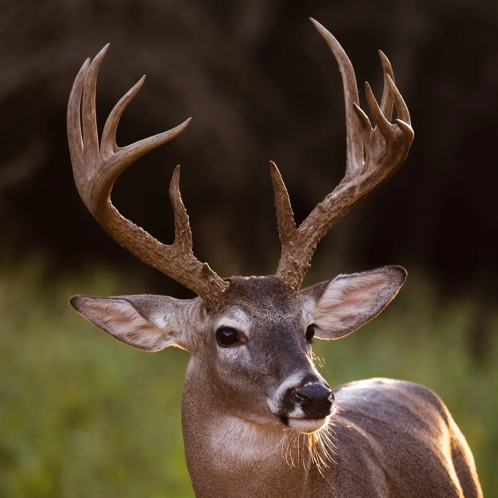 OnX Hunt ChatGPT ad — Where can I deer hunt?