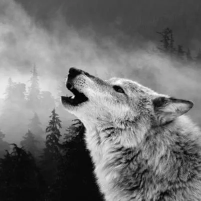 wolfSSL Inc. ChatGPT ad — Get FIPS 140-3 enabled in 90 days in Crypto & Investing