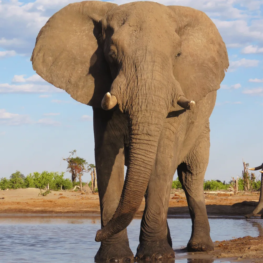 Africa Adventure Consultants ChatGPT ad — Luxury African Safaris