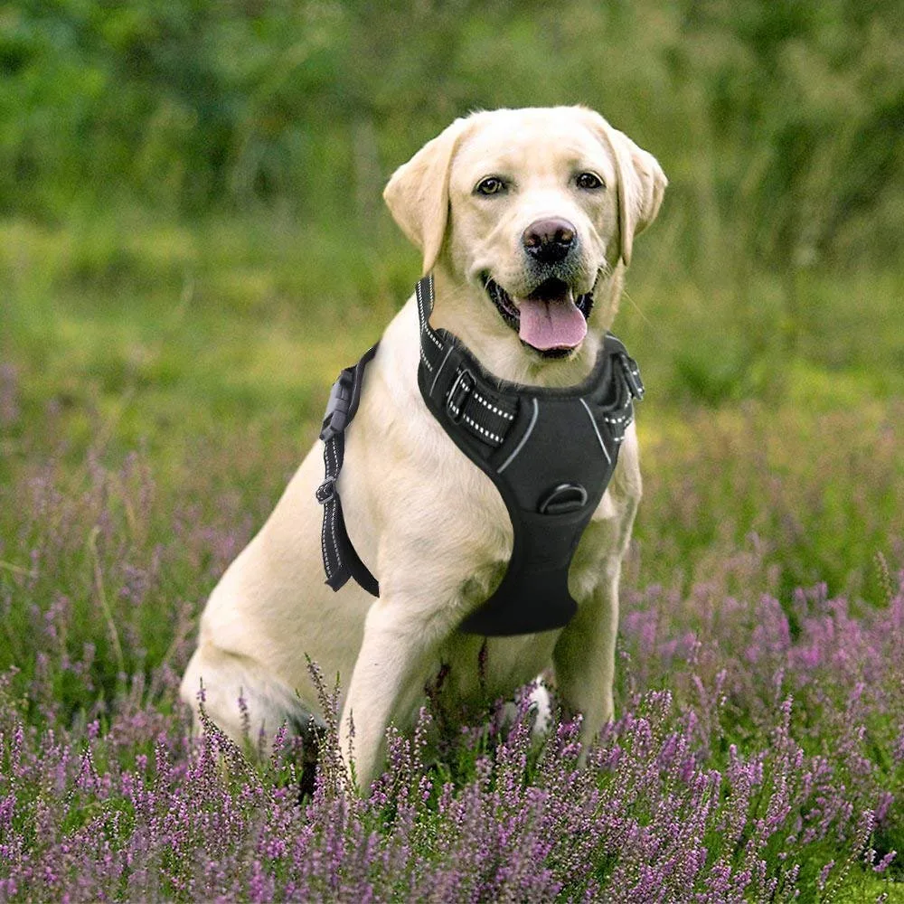 Chewy ChatGPT ad — No-Pull Dog Harnesses in Pet Care