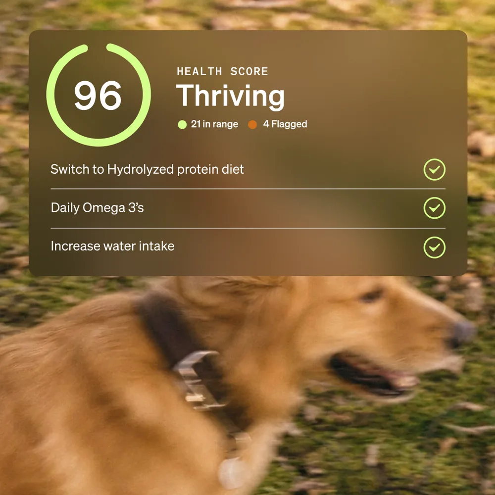 Wonder Dog Health, Inc. ChatGPT ad — See the whole picture