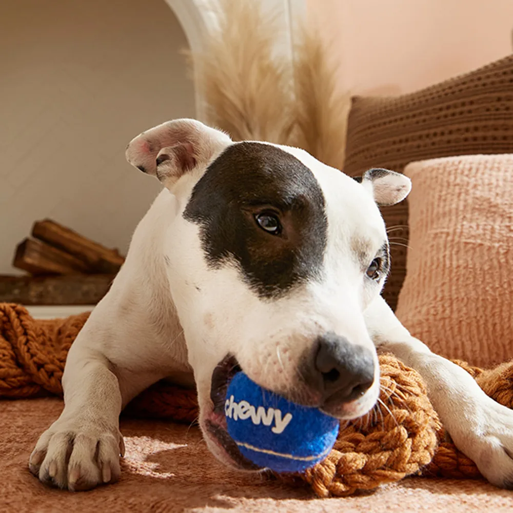 Chewy ChatGPT ad — Dog Joint Supplement in Pet Care