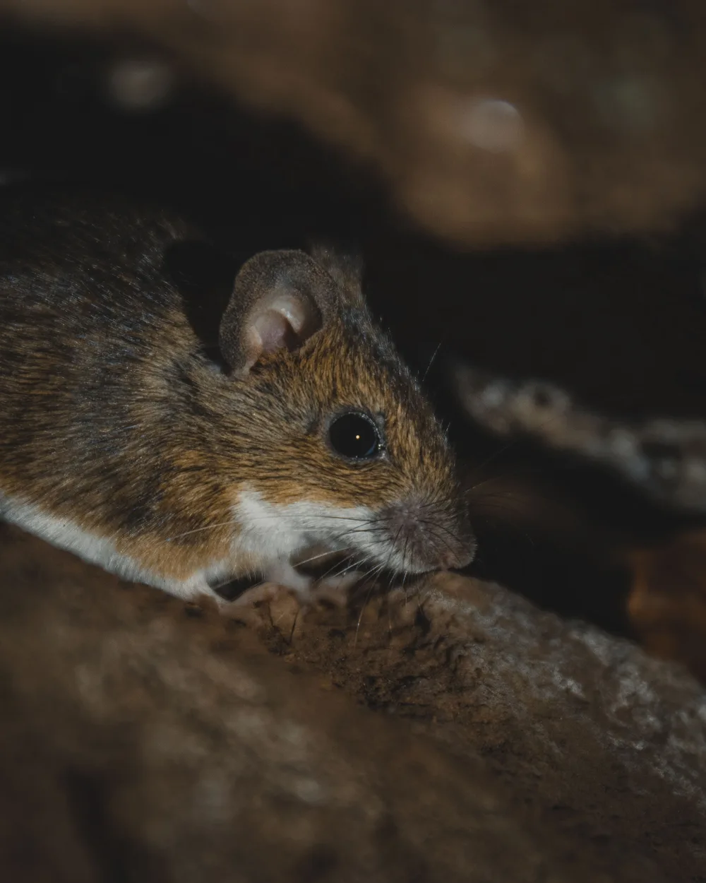360 Rodent Control ChatGPT ad — Rats or Mice? Book a FREE inspection