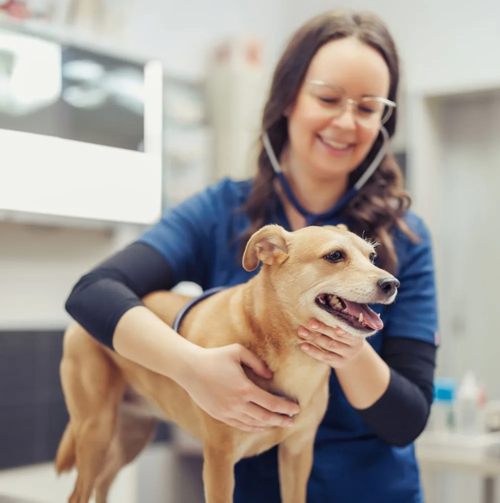 Zenapse, Inc ChatGPT ad — Pet Insurance Made Simple in Personal Finance