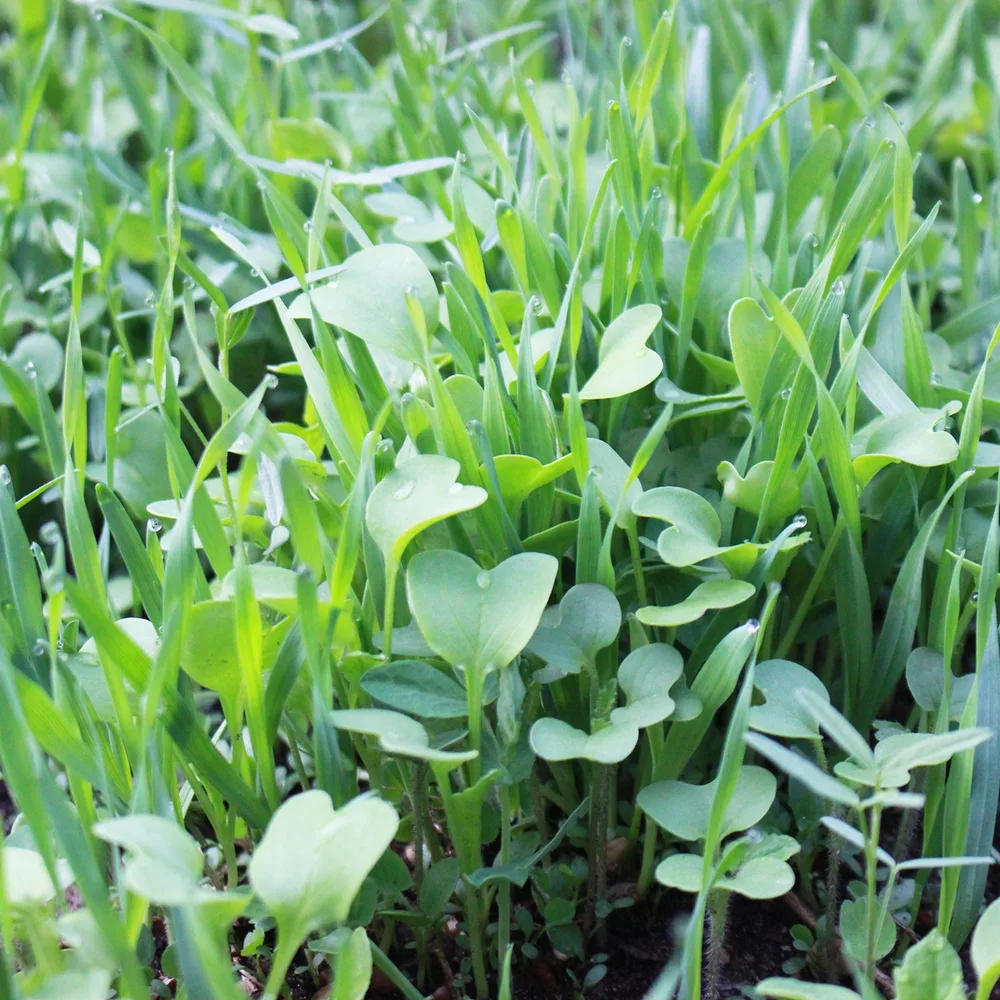 True Leaf, LLC. ChatGPT ad — Cover Crops for Home Gardens & Pro Growers