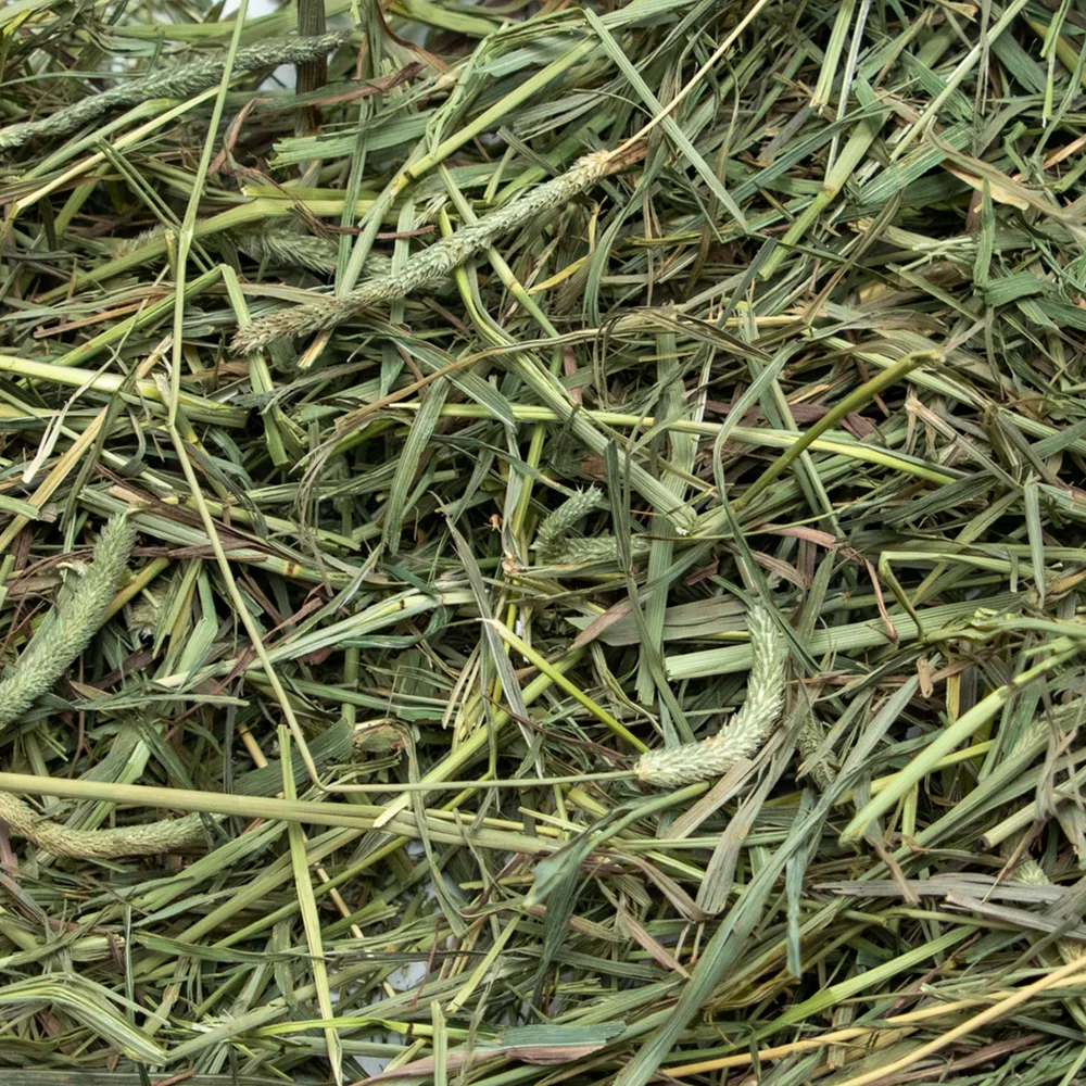 Rabbit Hole Hay, Inc. ChatGPT ad — Find the Right Hay for Your Rabbit