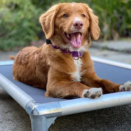 Kuranda USA. Inc. ChatGPT ad — Buy One For Life Dog Bed - Kuranda USA in Pet Care