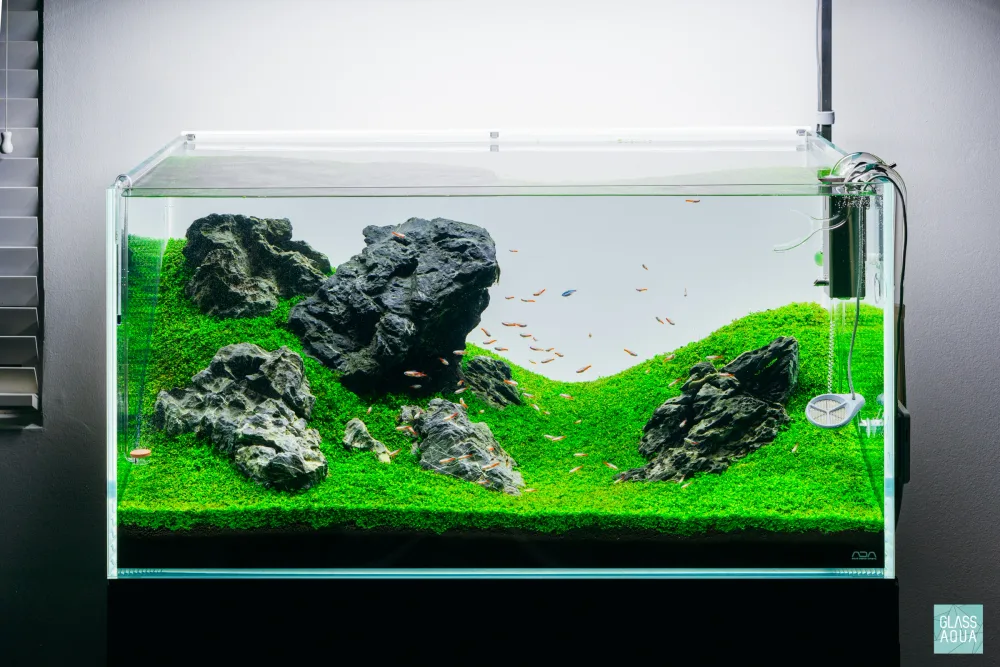 Glass Aqua, Inc. ChatGPT ad — Modern Planted Aquariums